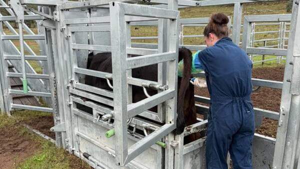 How to produce better calves and females without buying a $100,000 bull