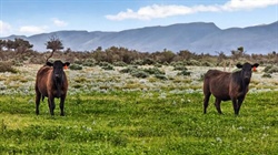 Families offer their iconic SA outback cattle station for sale after 144 years