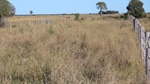 Gilgai delivers outstanding Western Downs cattle fattening country