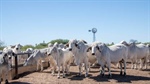New MSA pathway opens a 30-40c/kg premium for more beef producers