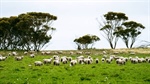 Blumson family's 3586ha farming aggregation near Ceduna is up for sale