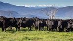 Roblea a highly productive prime lamb and Angus beef operation
