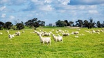 Turn key blue ribbon farming on 850ha up for grabs in Upper South East