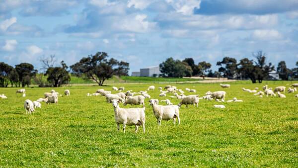 Turn key blue ribbon farming on 850ha up for grabs in Upper South East