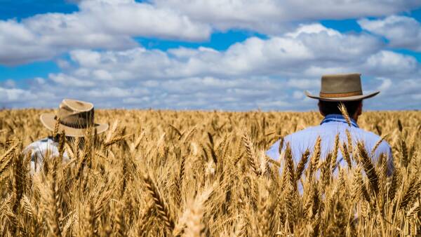 Wheat prices: focus turns to potentially strong southern crop prospects