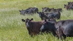 'Significant investment': mining identity lists exceptional, elevated grazing country running 320 cows and calves | Video