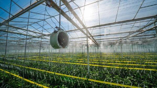 How this protected cropping operation is delivering the perfect eggplant